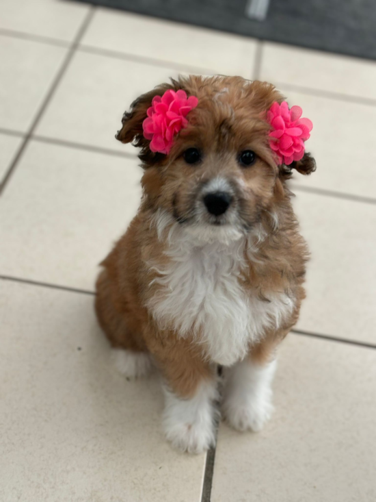 Mini Aussiedoodle