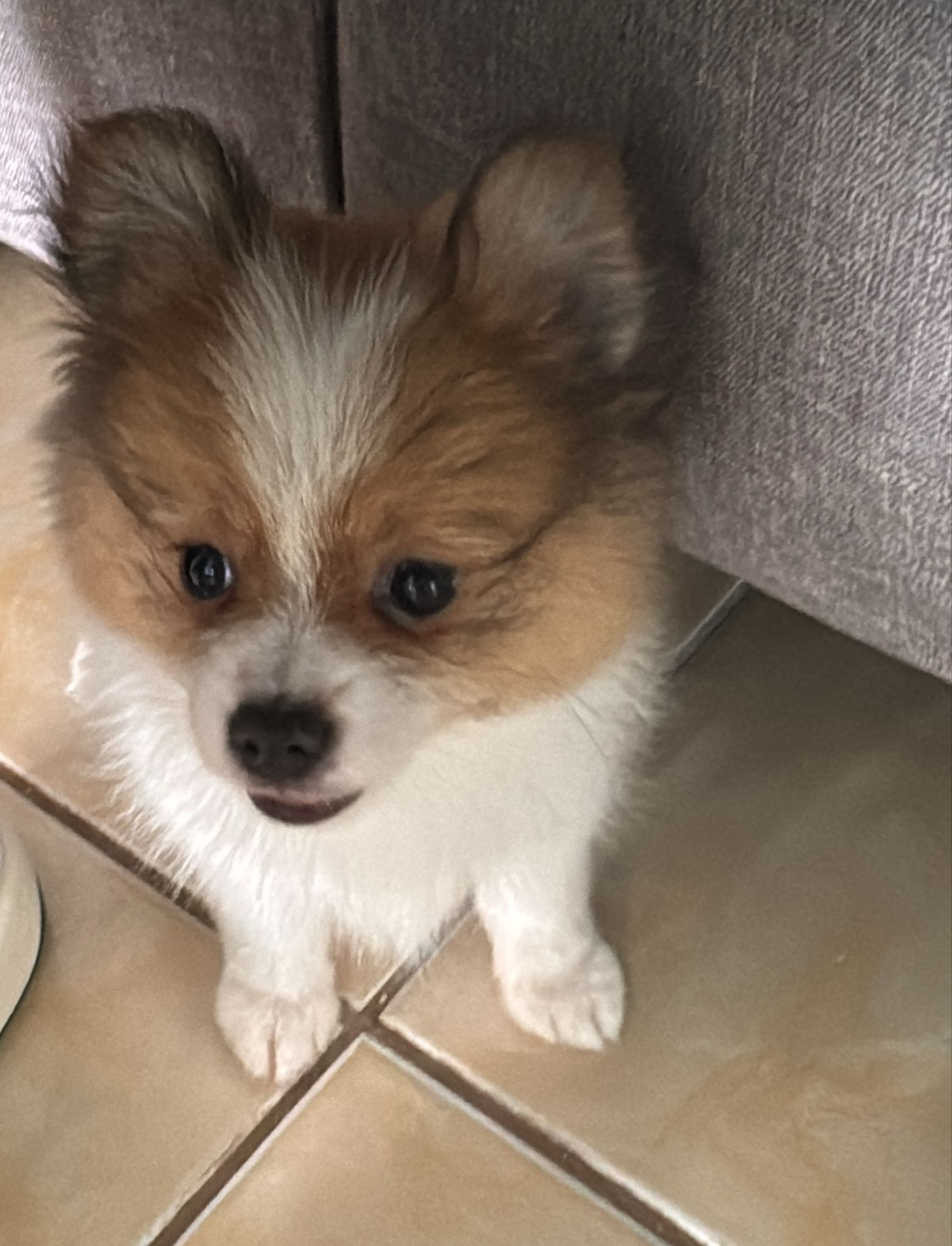 Funny Pomeranian Baby