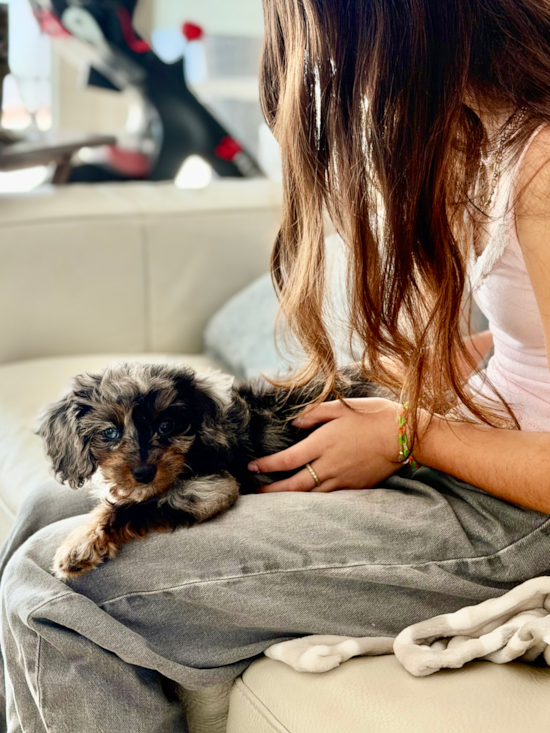 Cavapoo