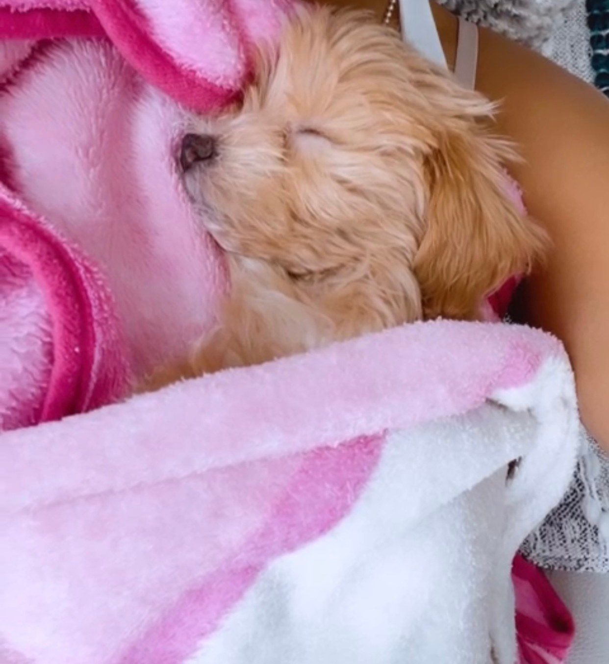 Maltipoo Pup Being Cute