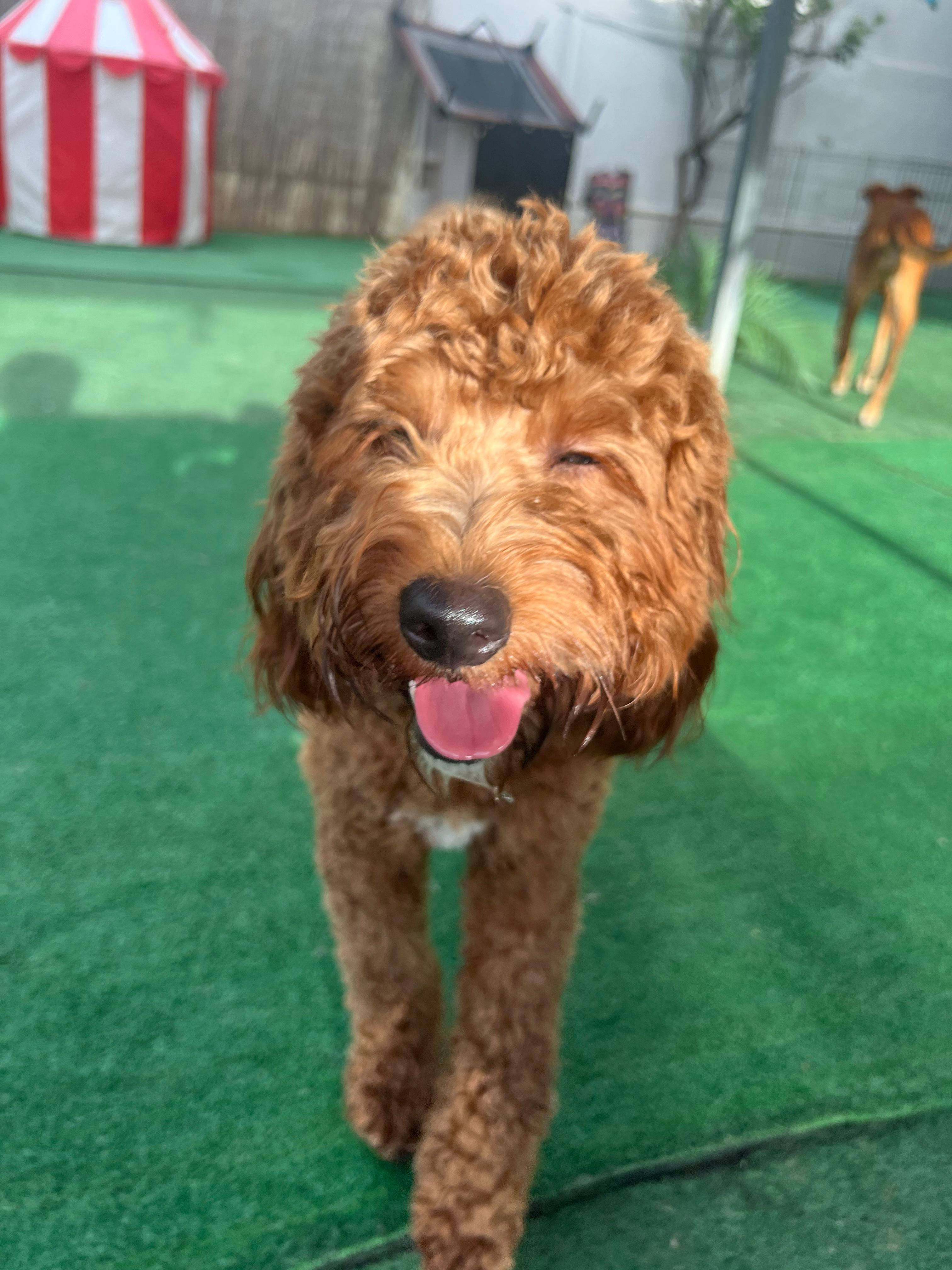 Mini Goldendoodle Pup Being Cute