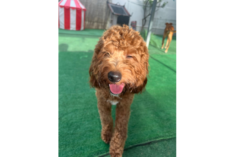 Mini Goldendoodle Pup Being Cute