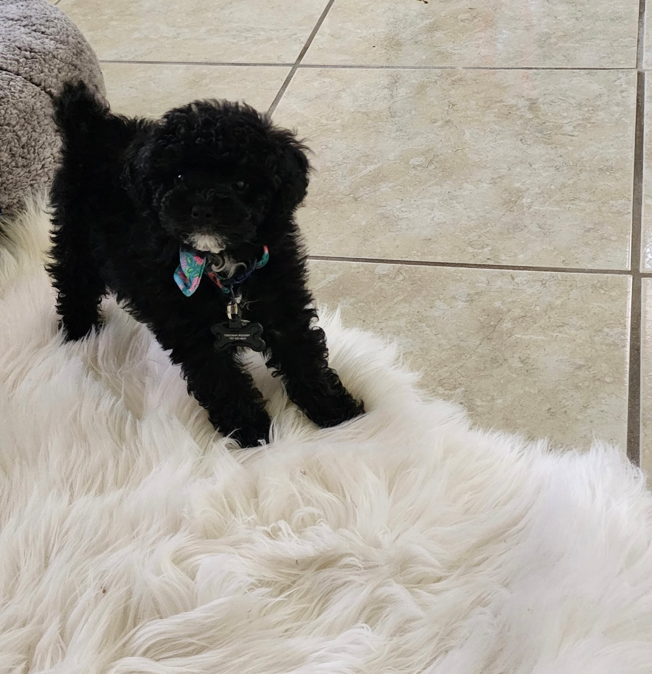 Poodle Pup Being Cute