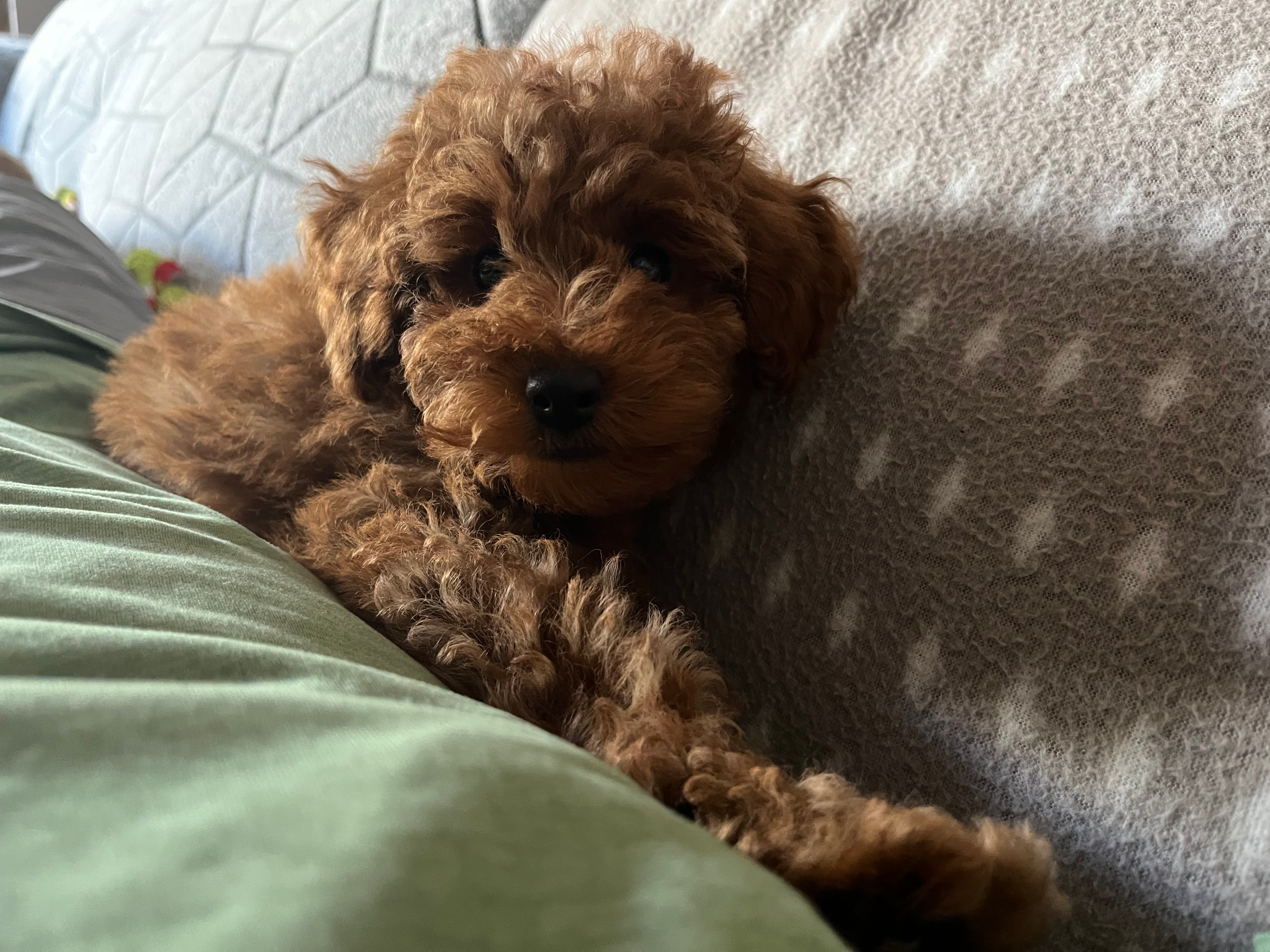 Little Poodle Baby