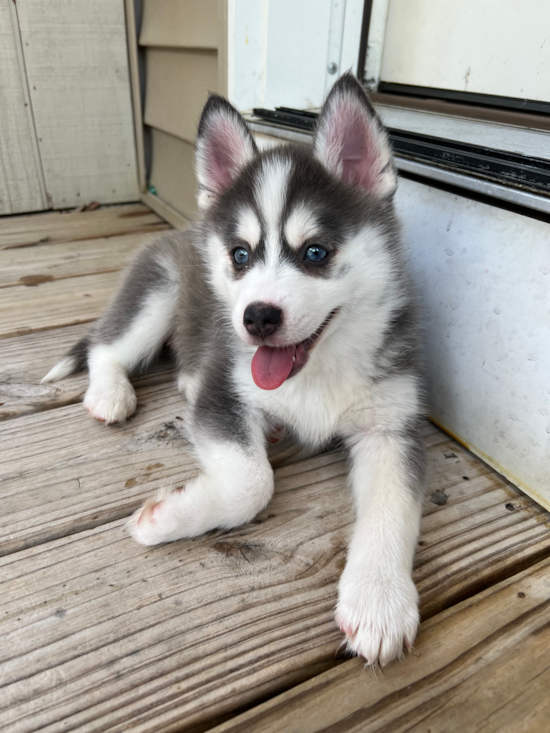 Pomsky