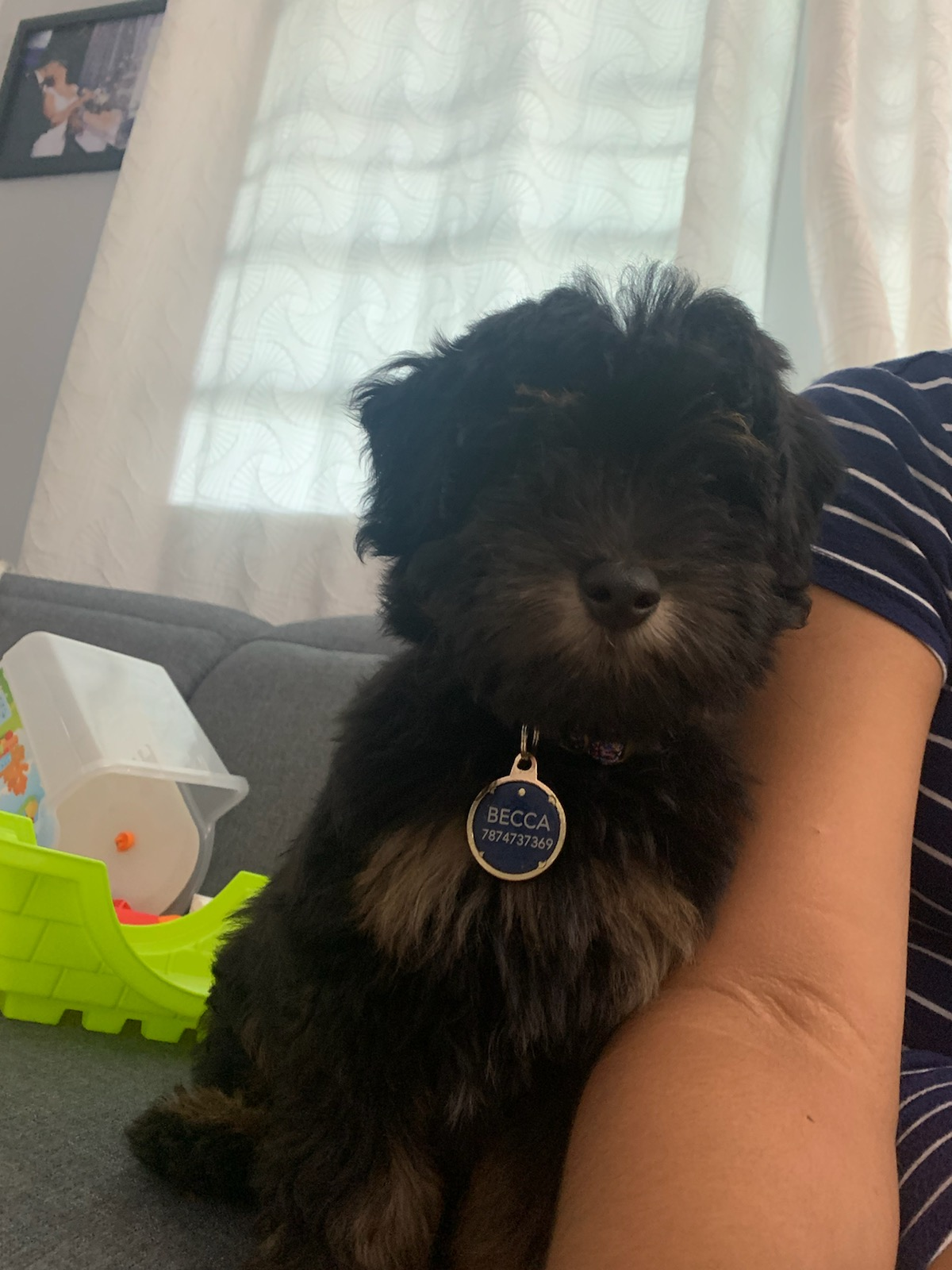 Best Mini Aussiedoodle Baby