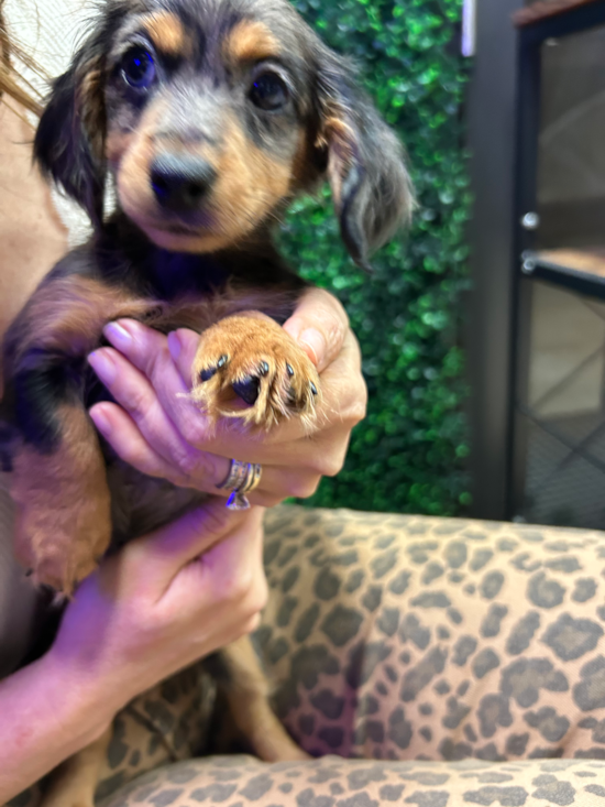 Dachshund