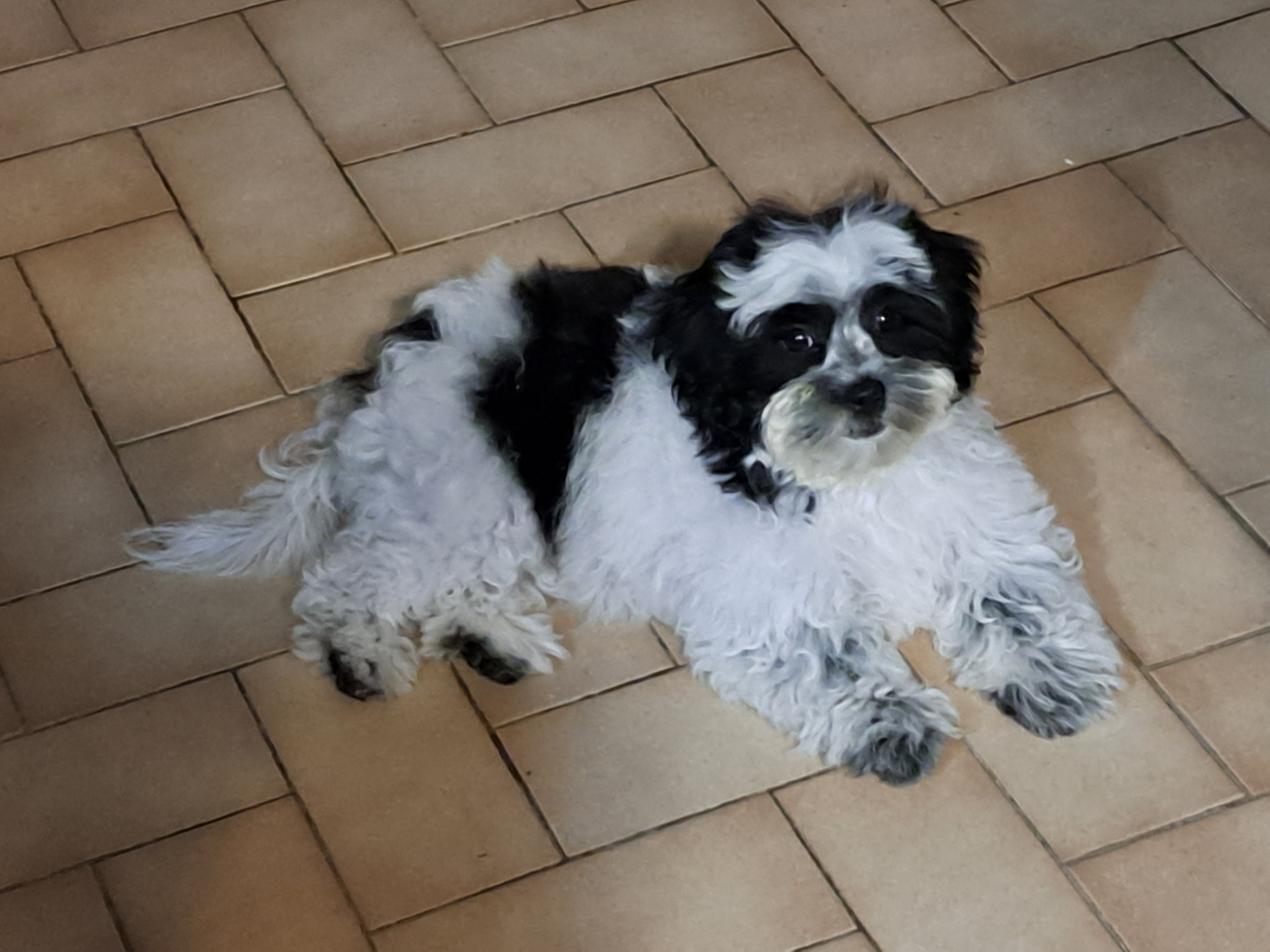 Small Shih Poo Baby