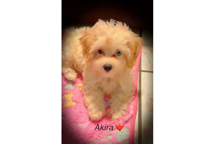 Funny Maltipoo Poodle Mix Pup