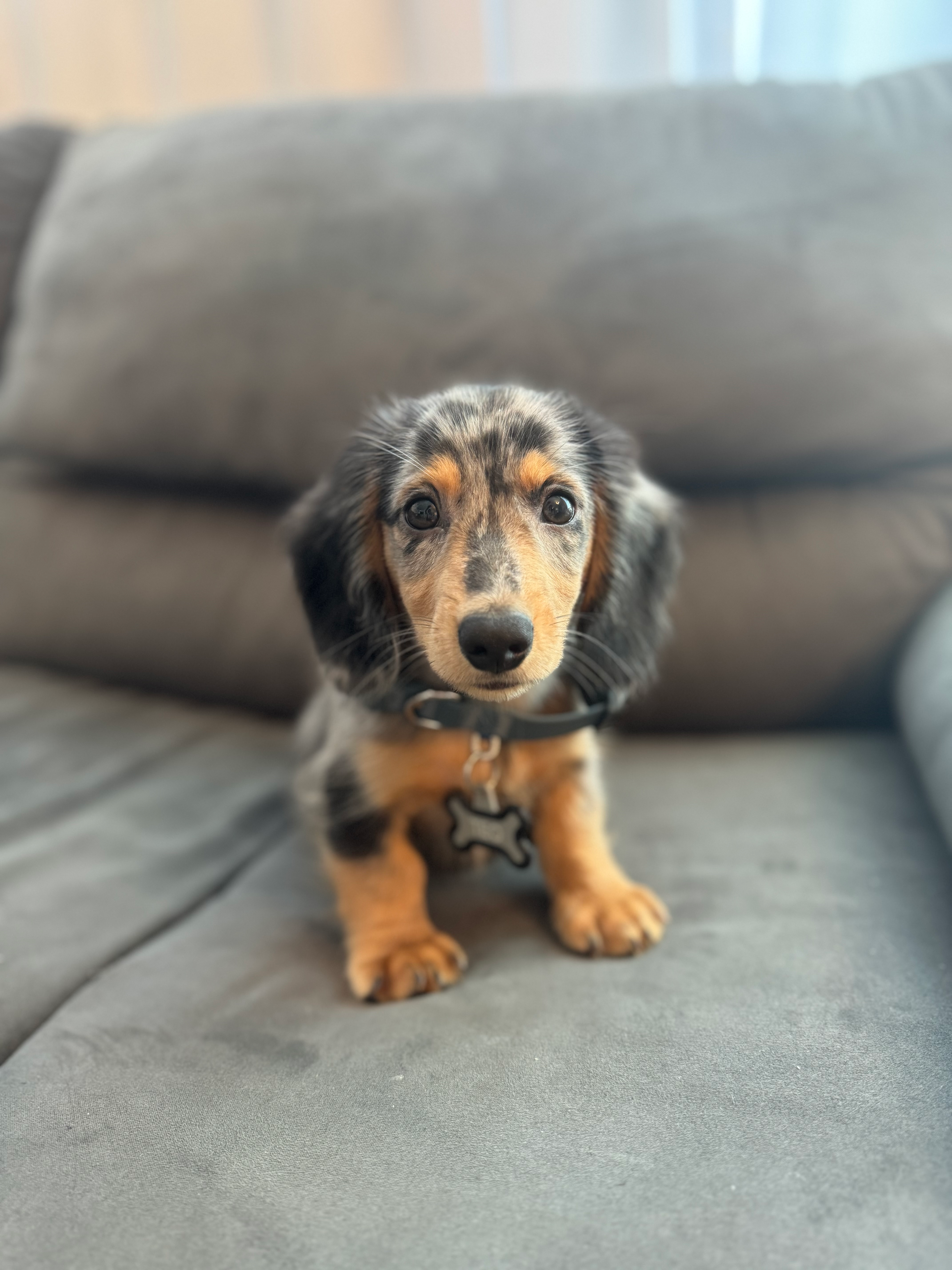Dachshund Puppy for Adoption