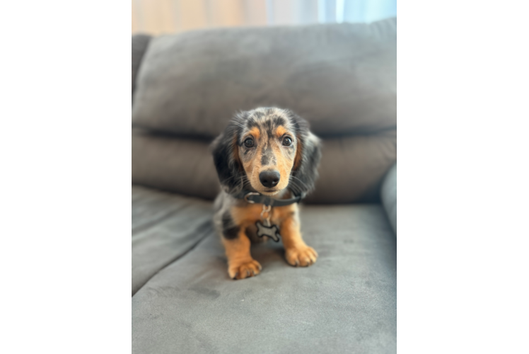 Dachshund Puppy for Adoption