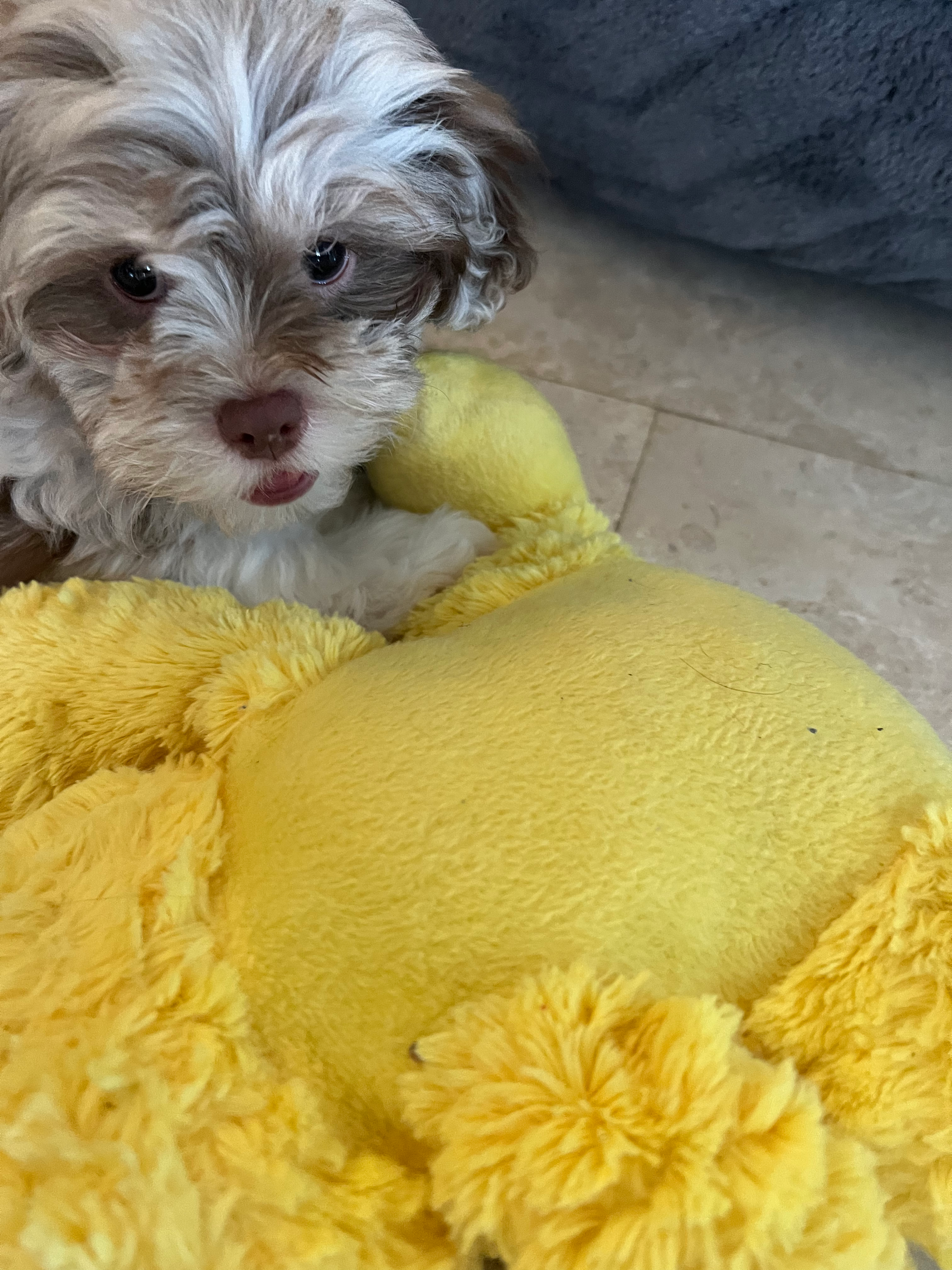 Shih Poo Pup Being Cute