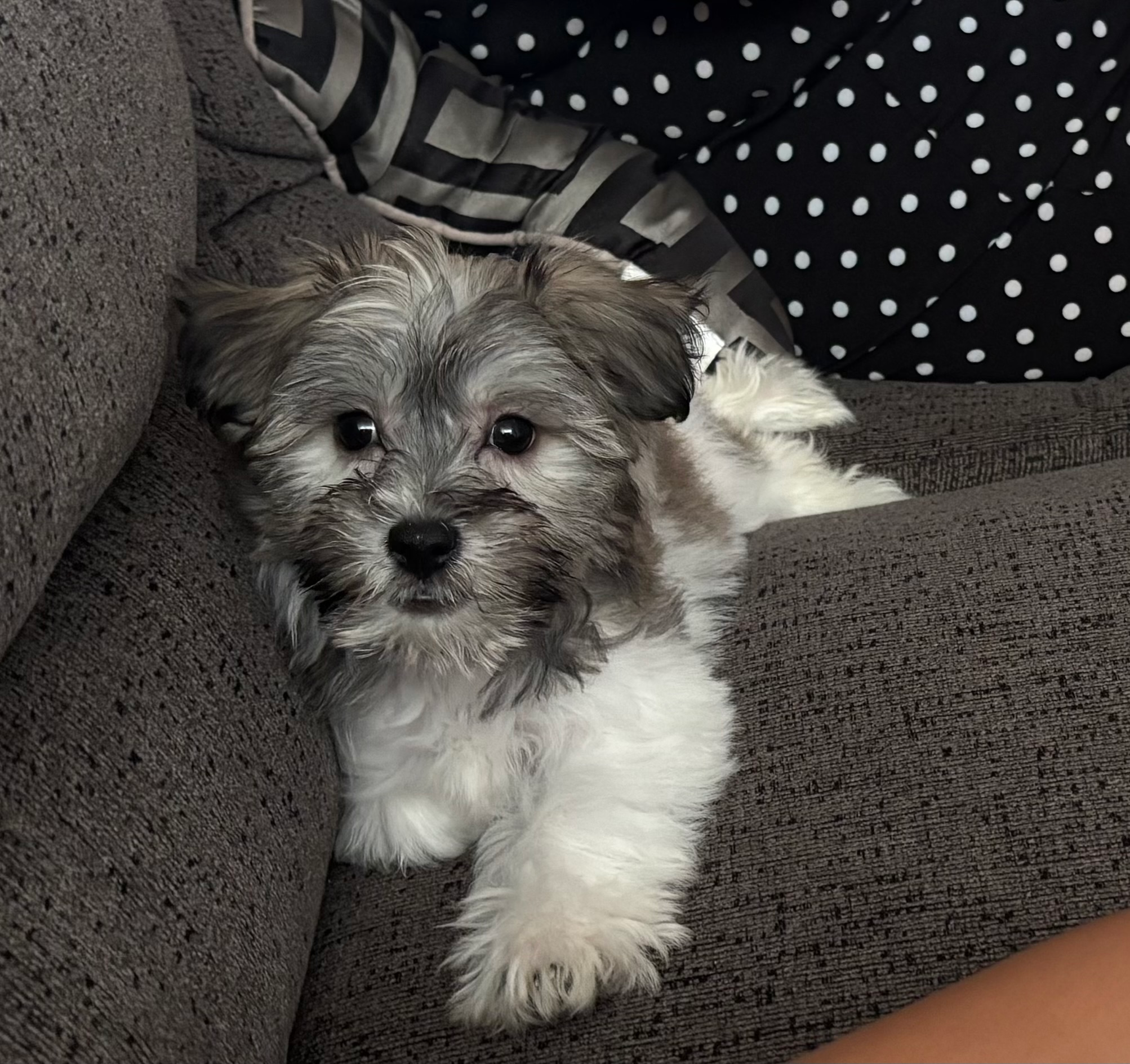 Funny Havachon Designer Pup
