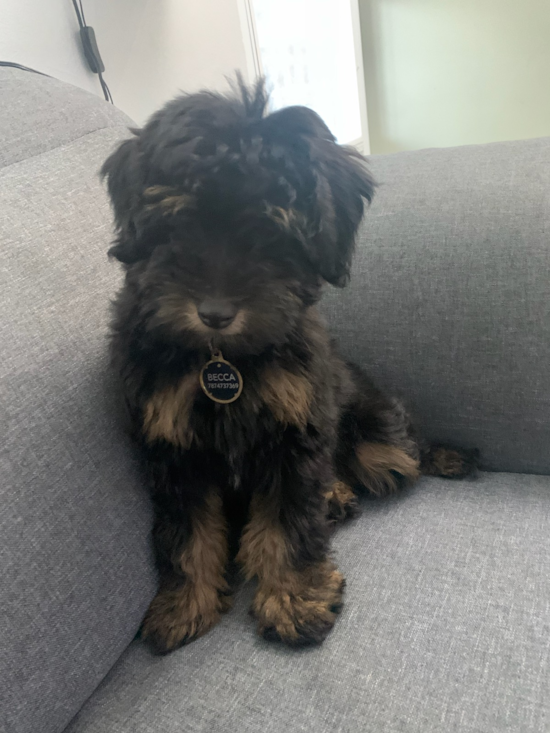 Mini Aussiedoodle