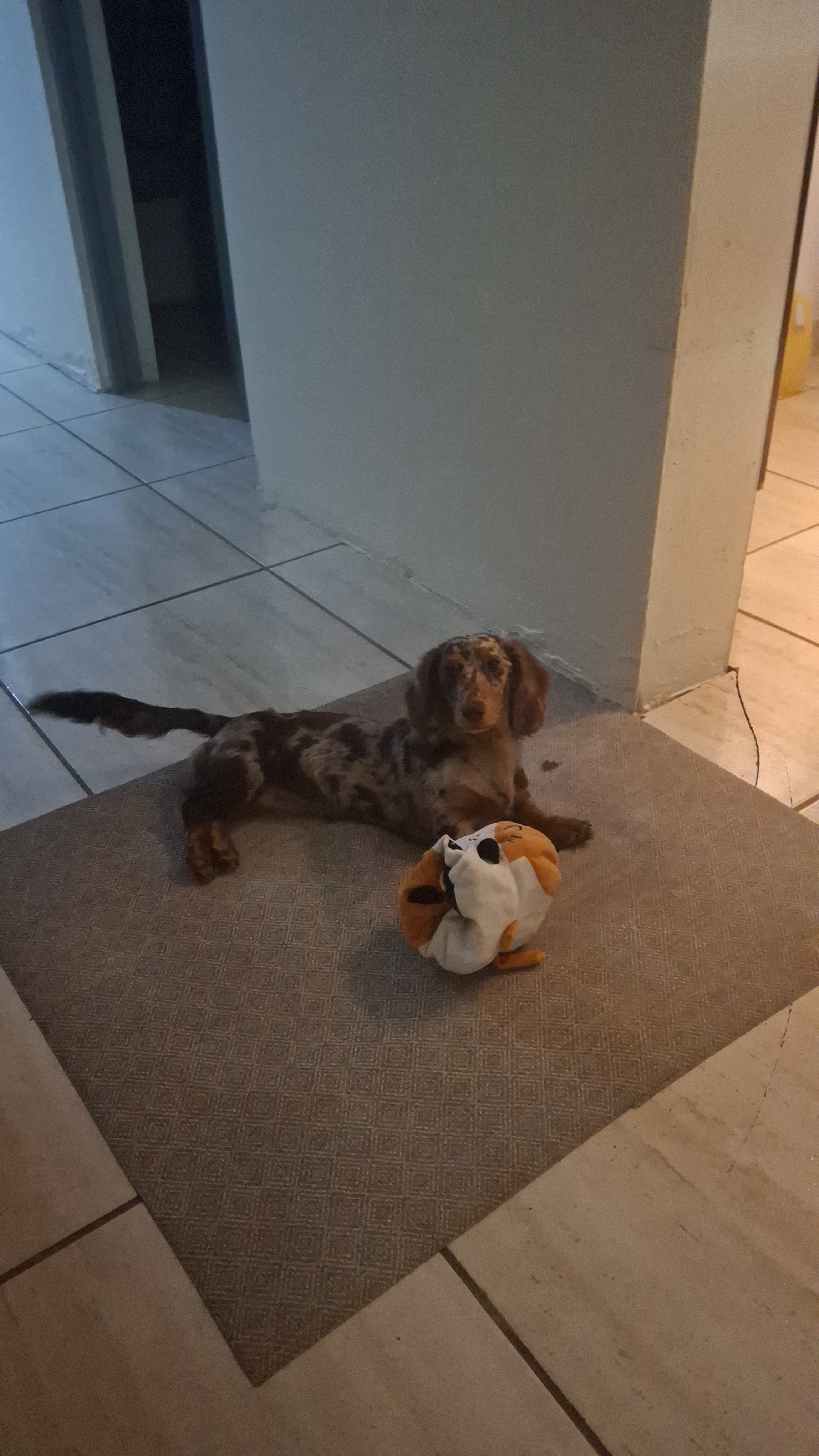 Cute Dachshund Purebred Pup