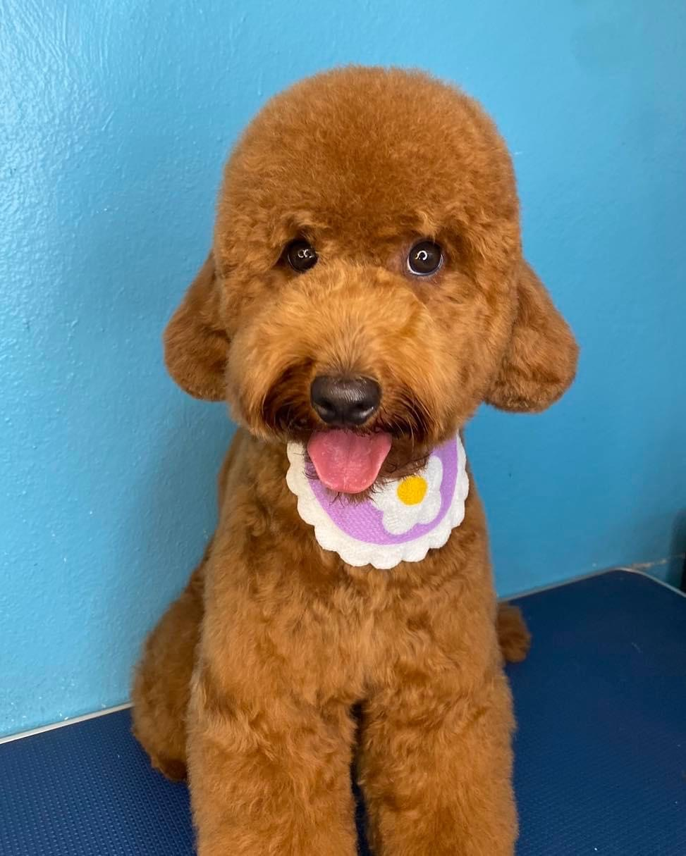 Cute Mini Goldendoodle Poodle Mix Pup