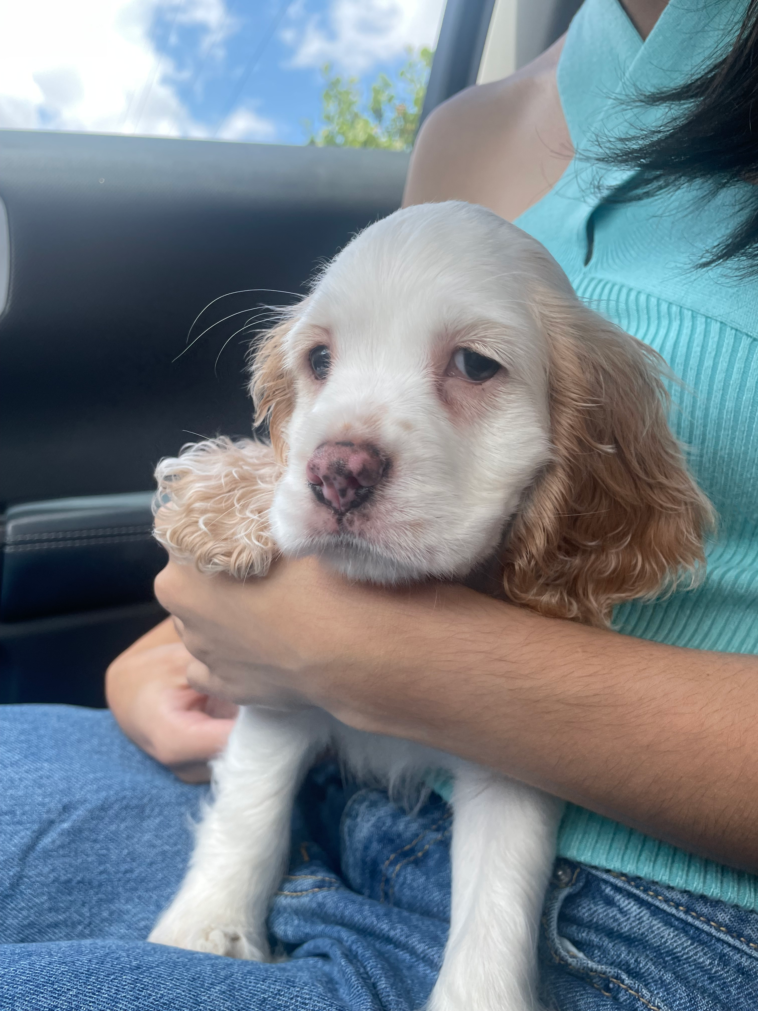 Cute Cocker Spaniel Baby