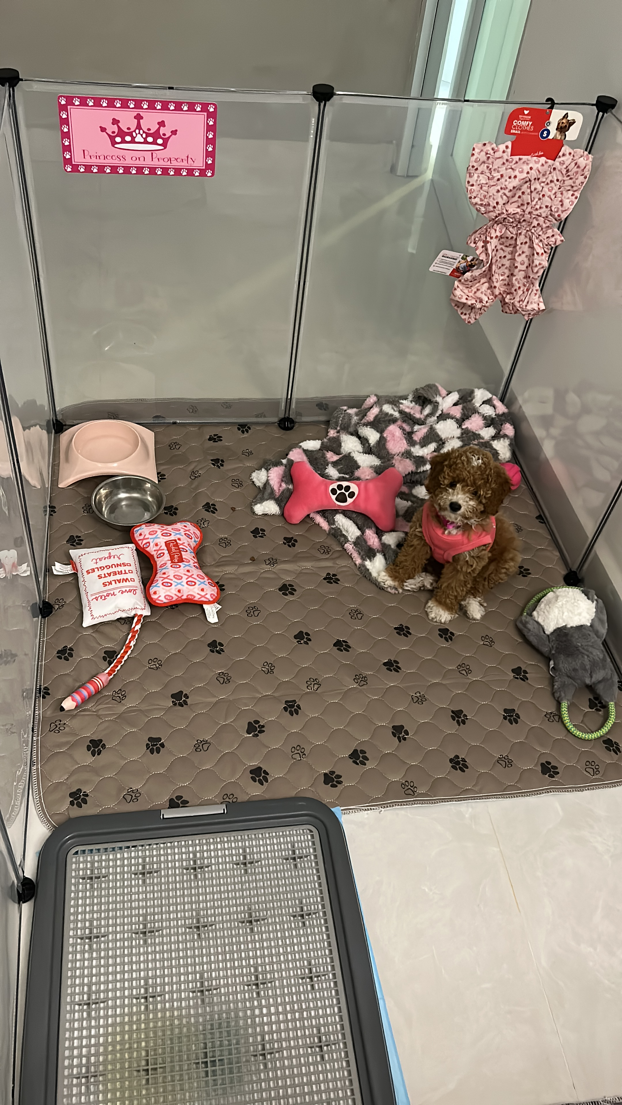 Popular Poodle Purebred Pup