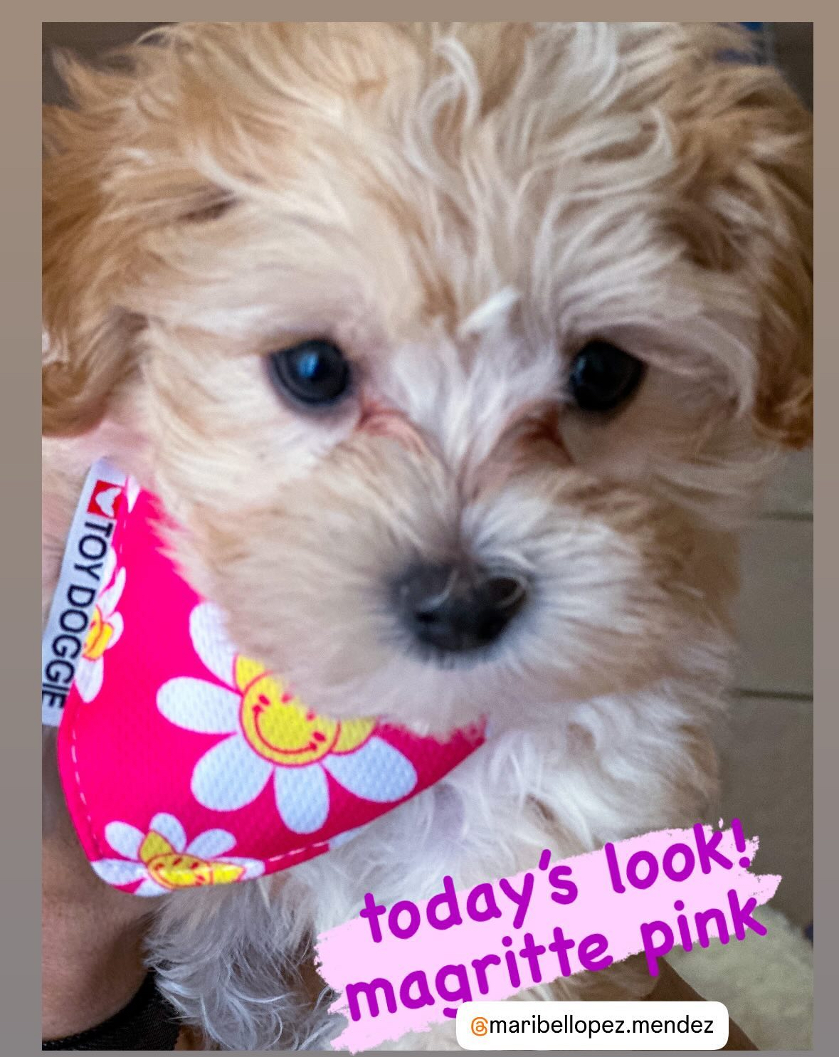 Cute Maltepoo Poodle Mix Puppy
