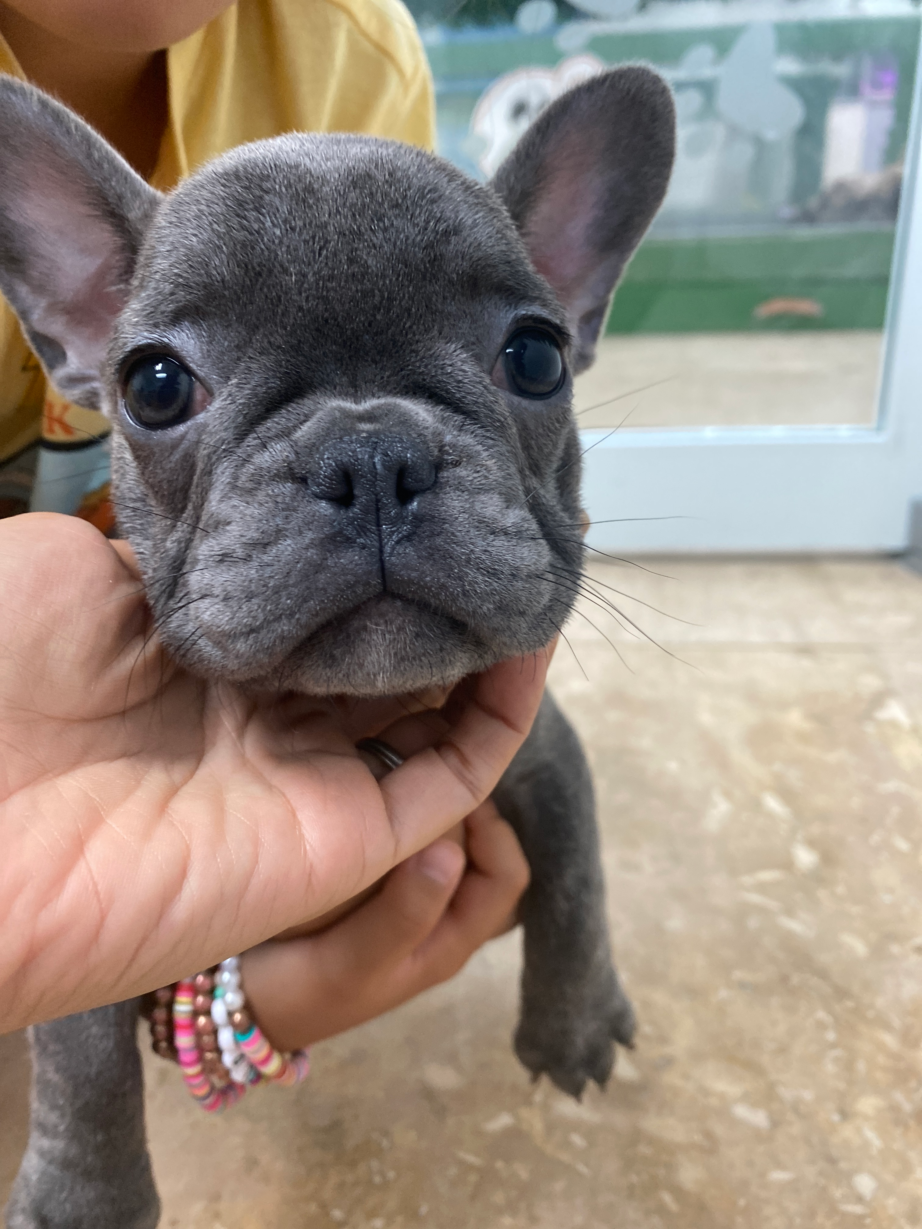 Little French Bulldog Purebred Pup