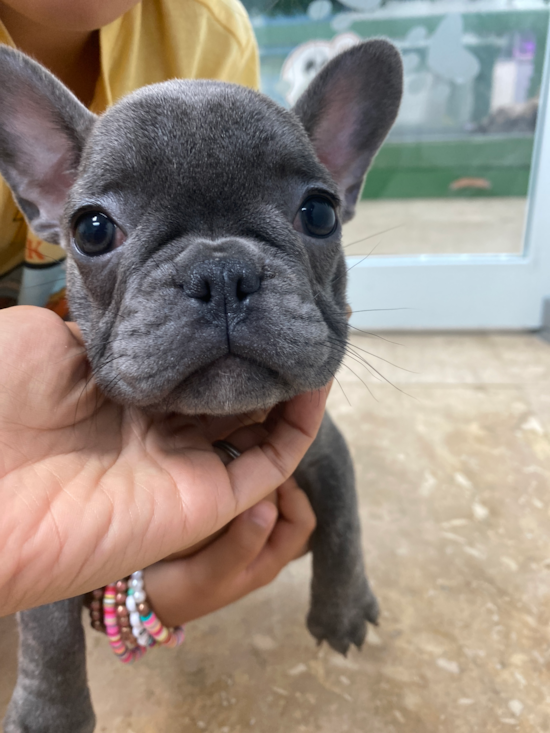 French Bulldog