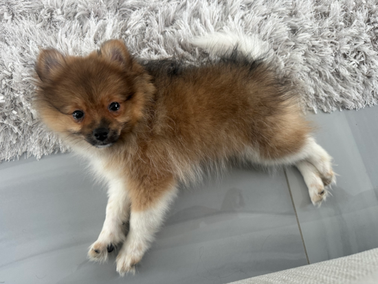 Pomeranian