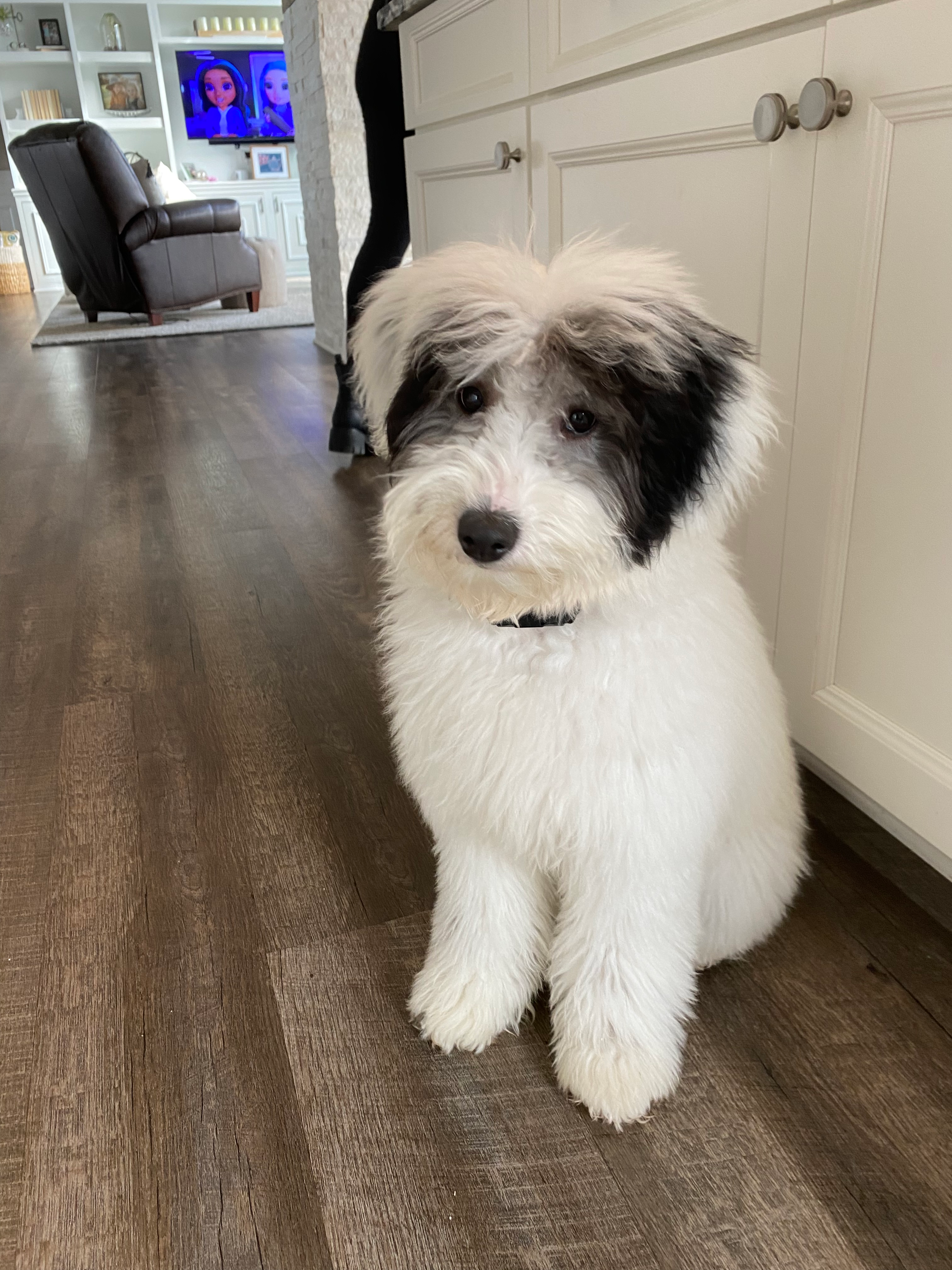 Cute Mini Sheepadoodle Poodle Mix Pup