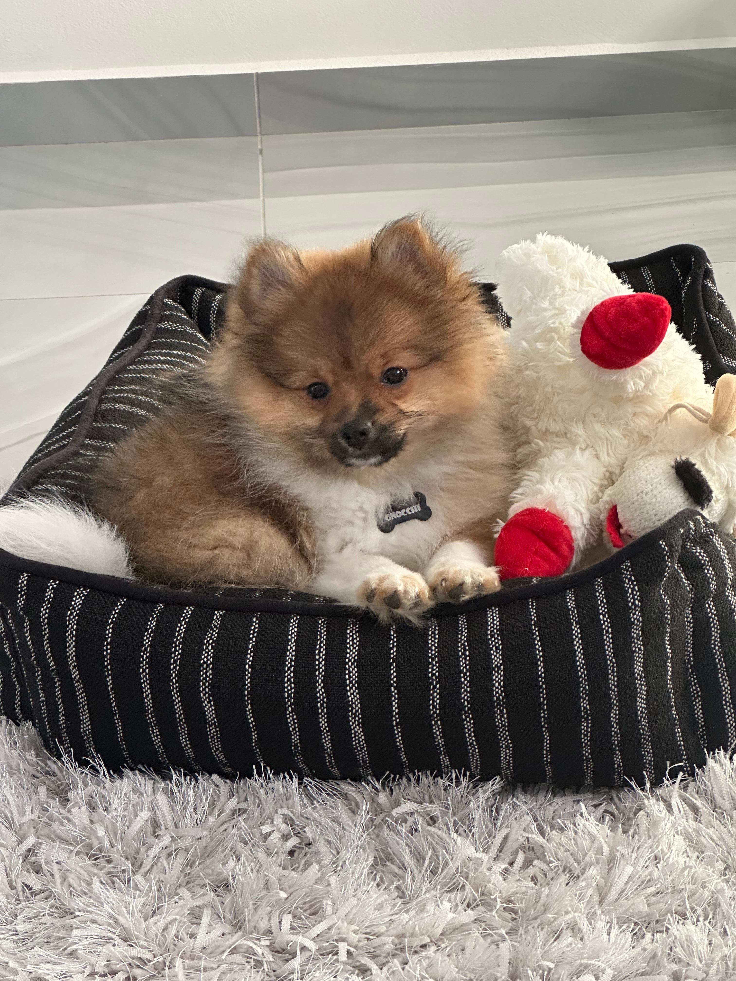 Pomeranian Puppy for Adoption