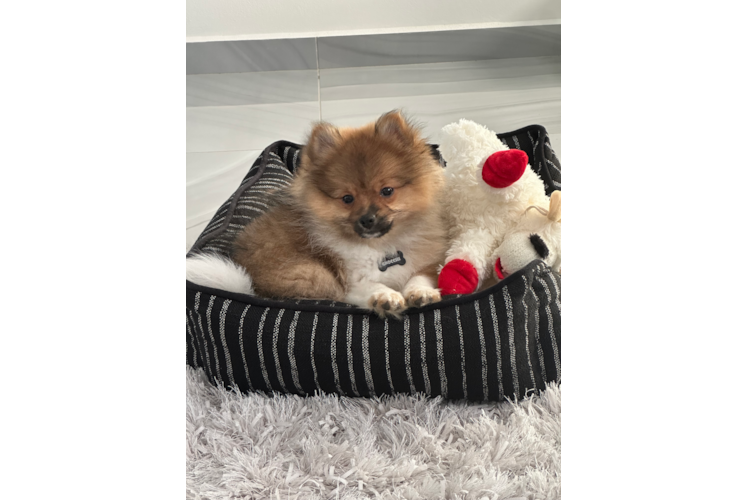 Pomeranian Puppy for Adoption