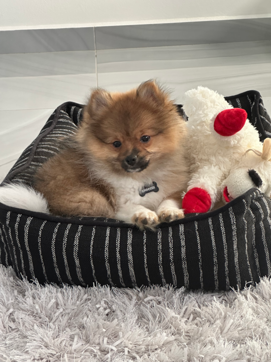 Pomeranian