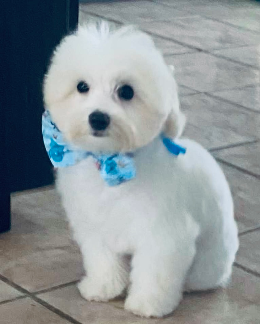 Maltipoo Pup Being Cute
