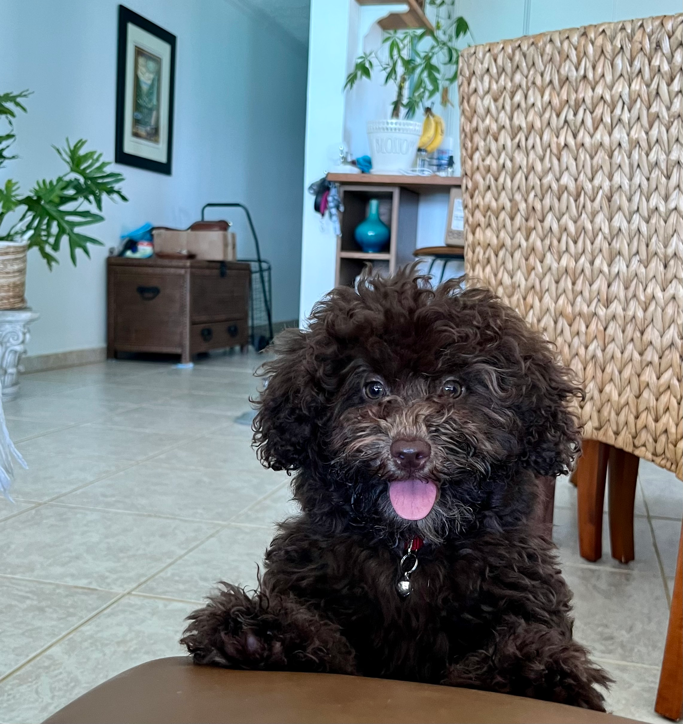 Cute Mini Portidoodle Poodle Mix Pup