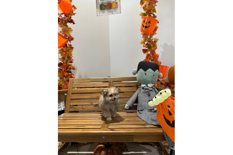 Pomachon Puppy for Adoption