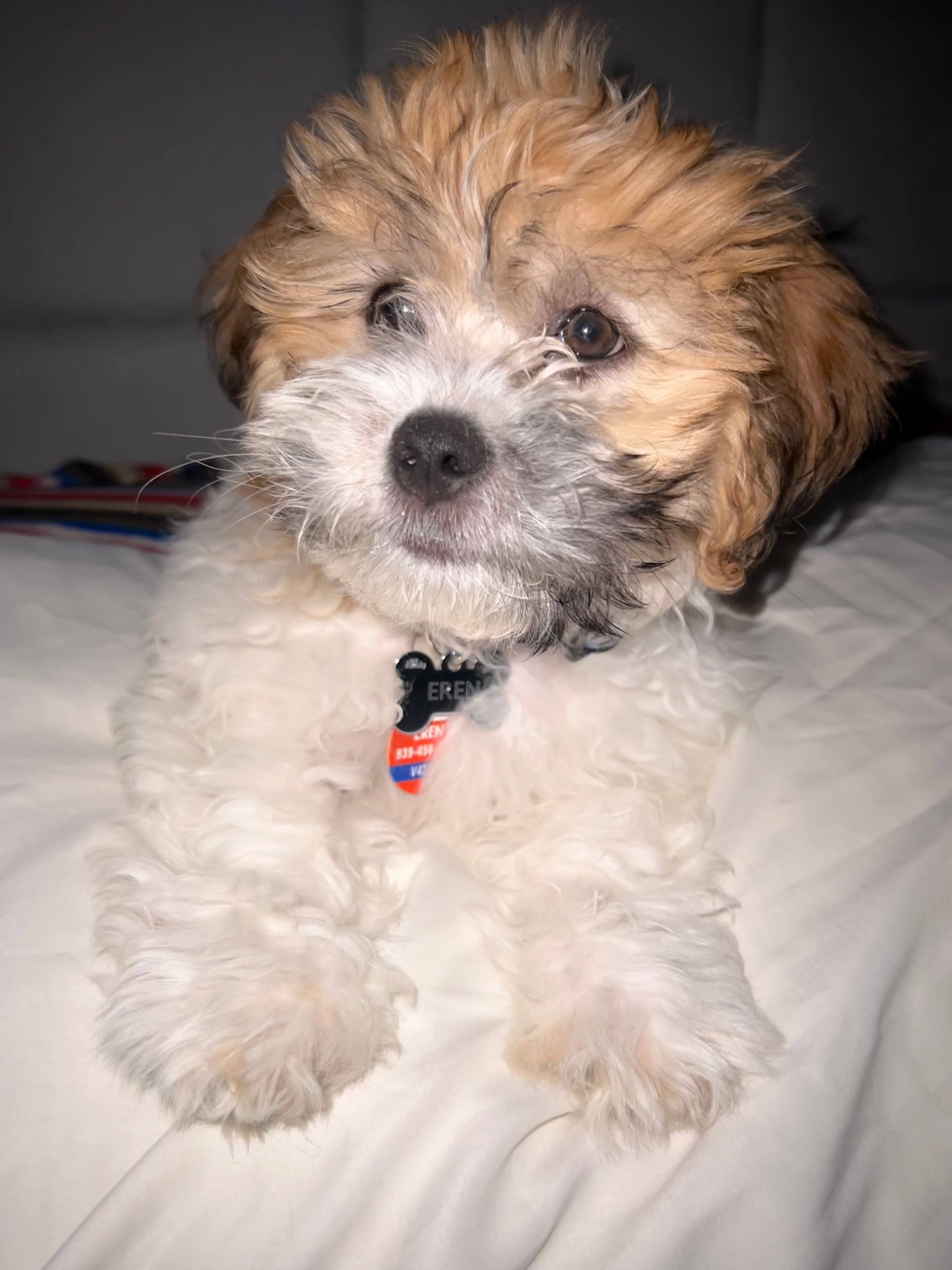 Best Teddy Bear Baby