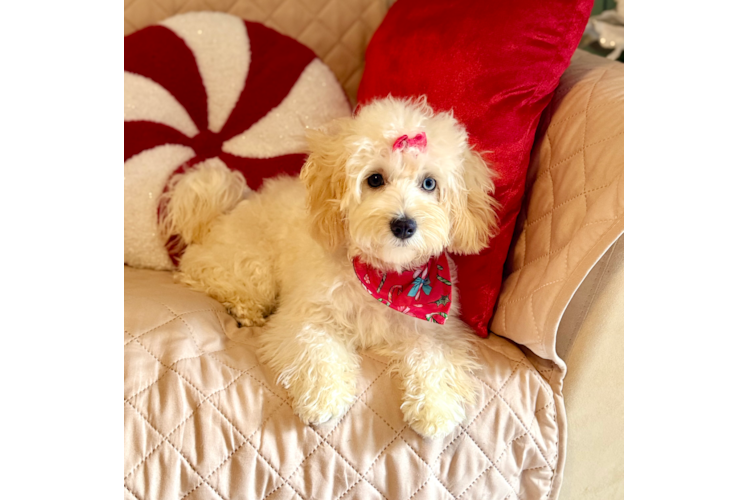 Funny Maltipoo Poodle Mix Pup