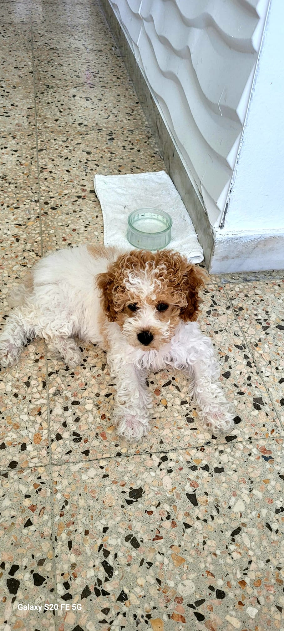 Best Poodle Baby
