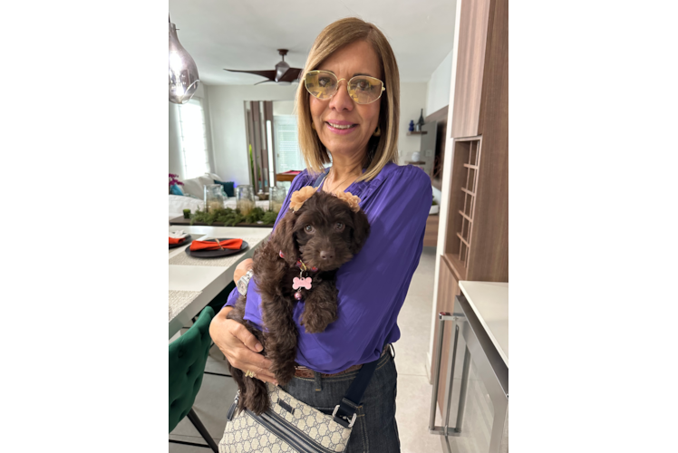 Happy Mini Labradoodle Baby