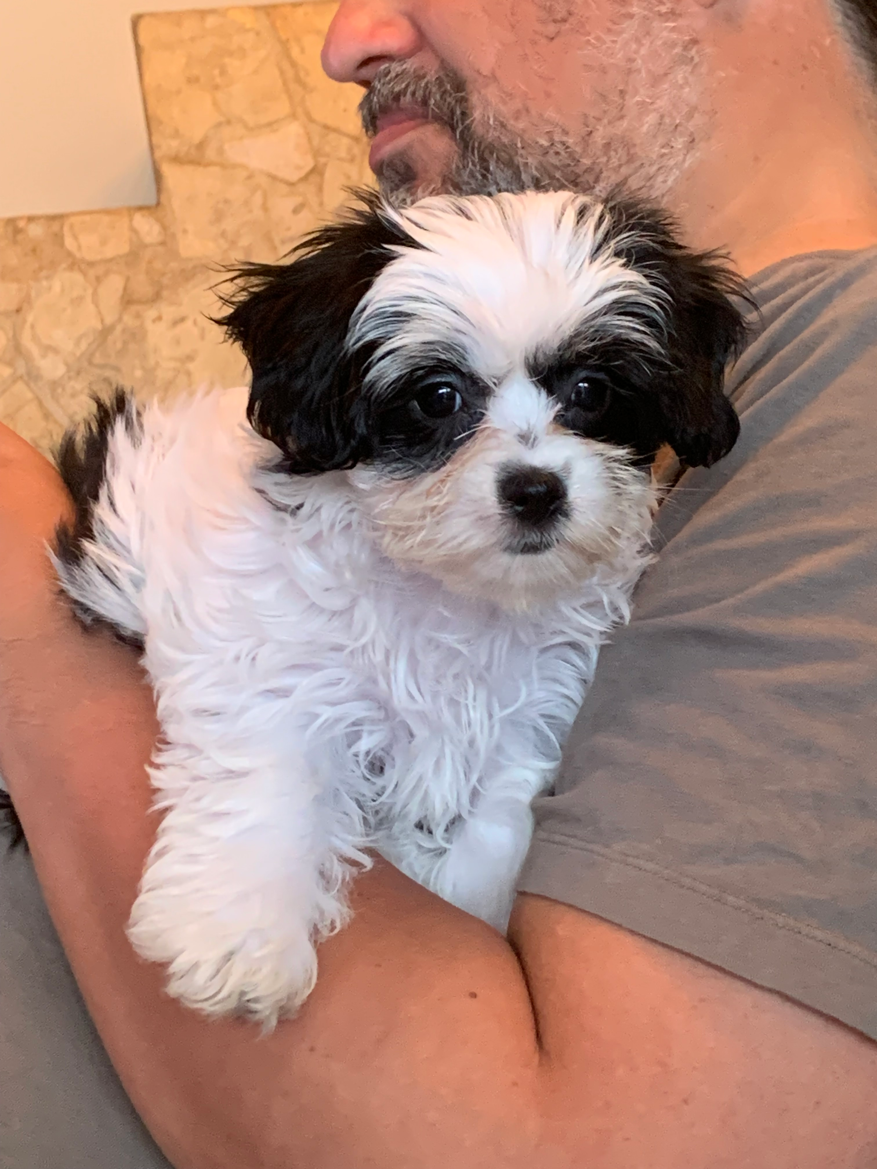 Fluffy Teddy Bear Designer Pup