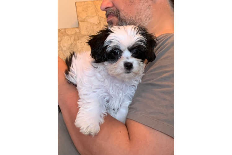 Fluffy Teddy Bear Designer Pup