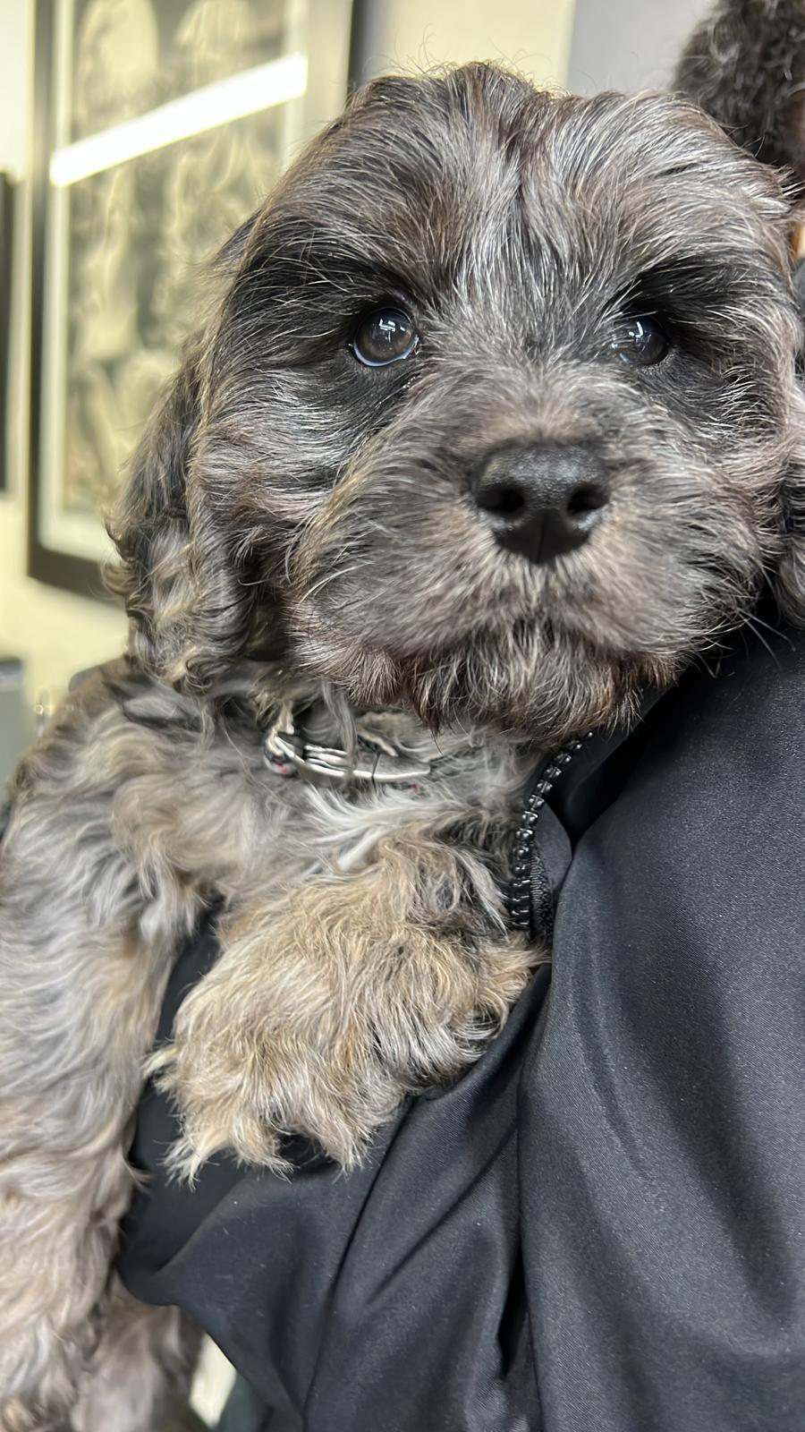 Best Cavapoo Baby
