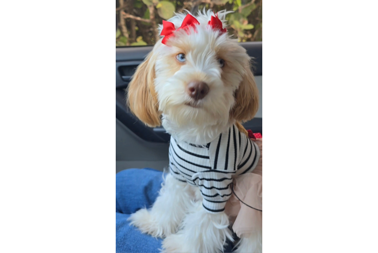 Best Cavapoo Baby