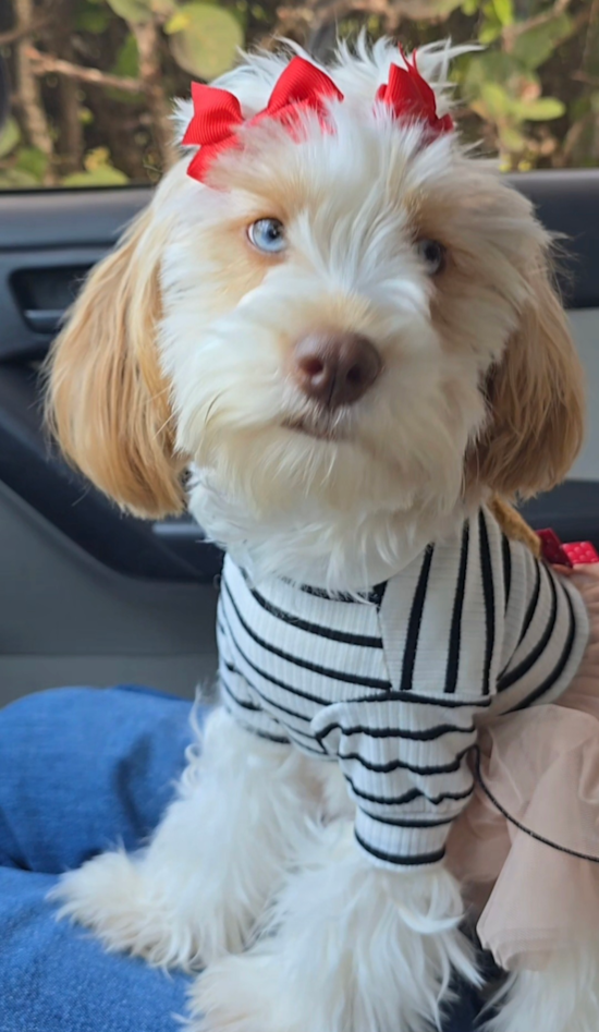 Cavapoo