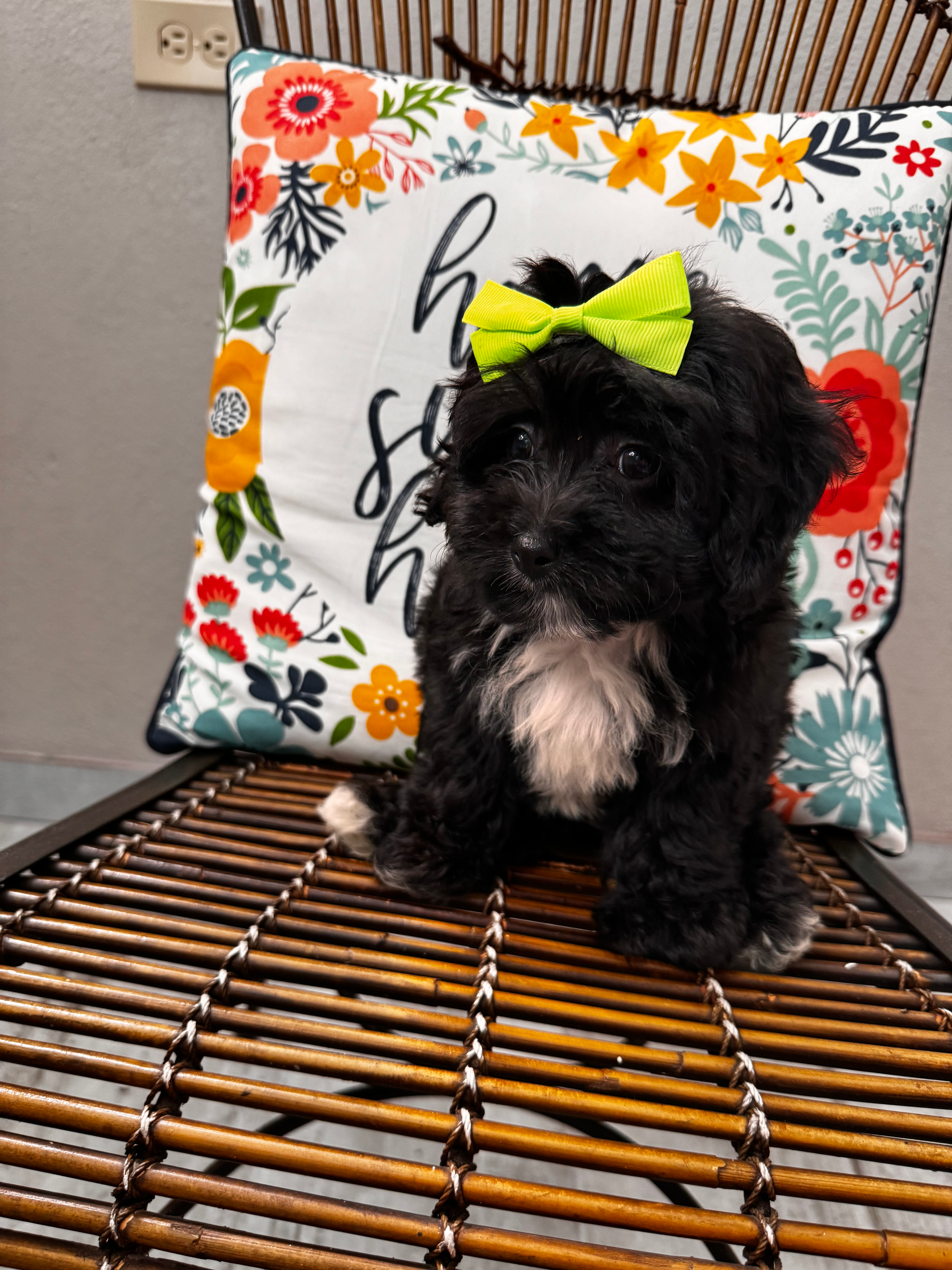 Energetic Aussiepoo Poodle Mix Puppy
