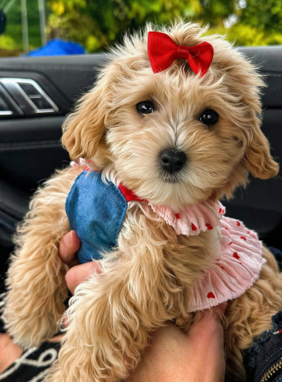Maltipoo