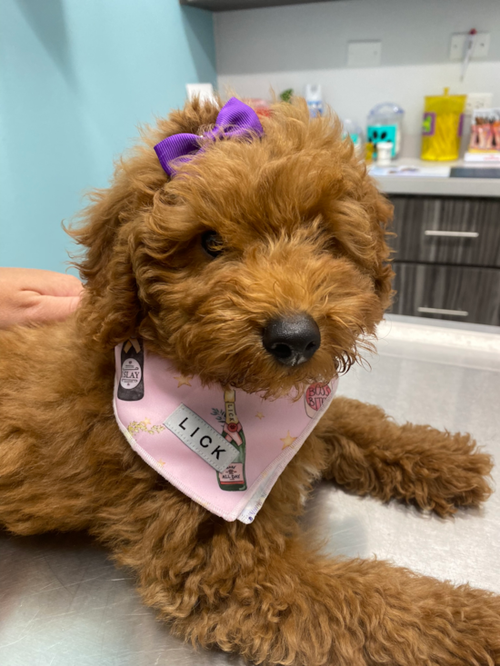 Mini Goldendoodle