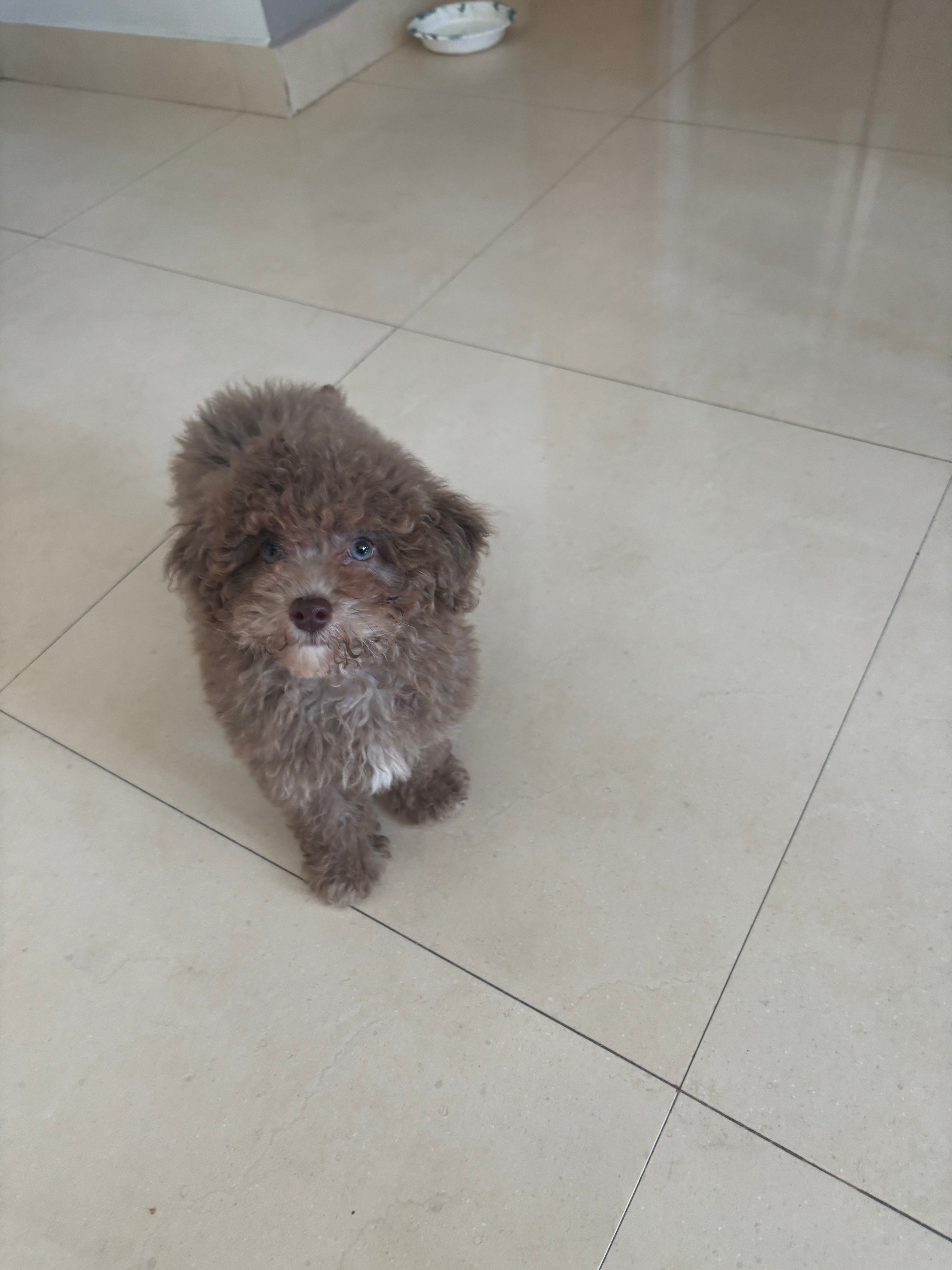 Havapoo Puppy for Adoption