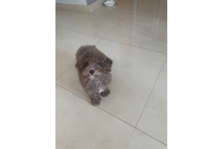 Havapoo Puppy for Adoption