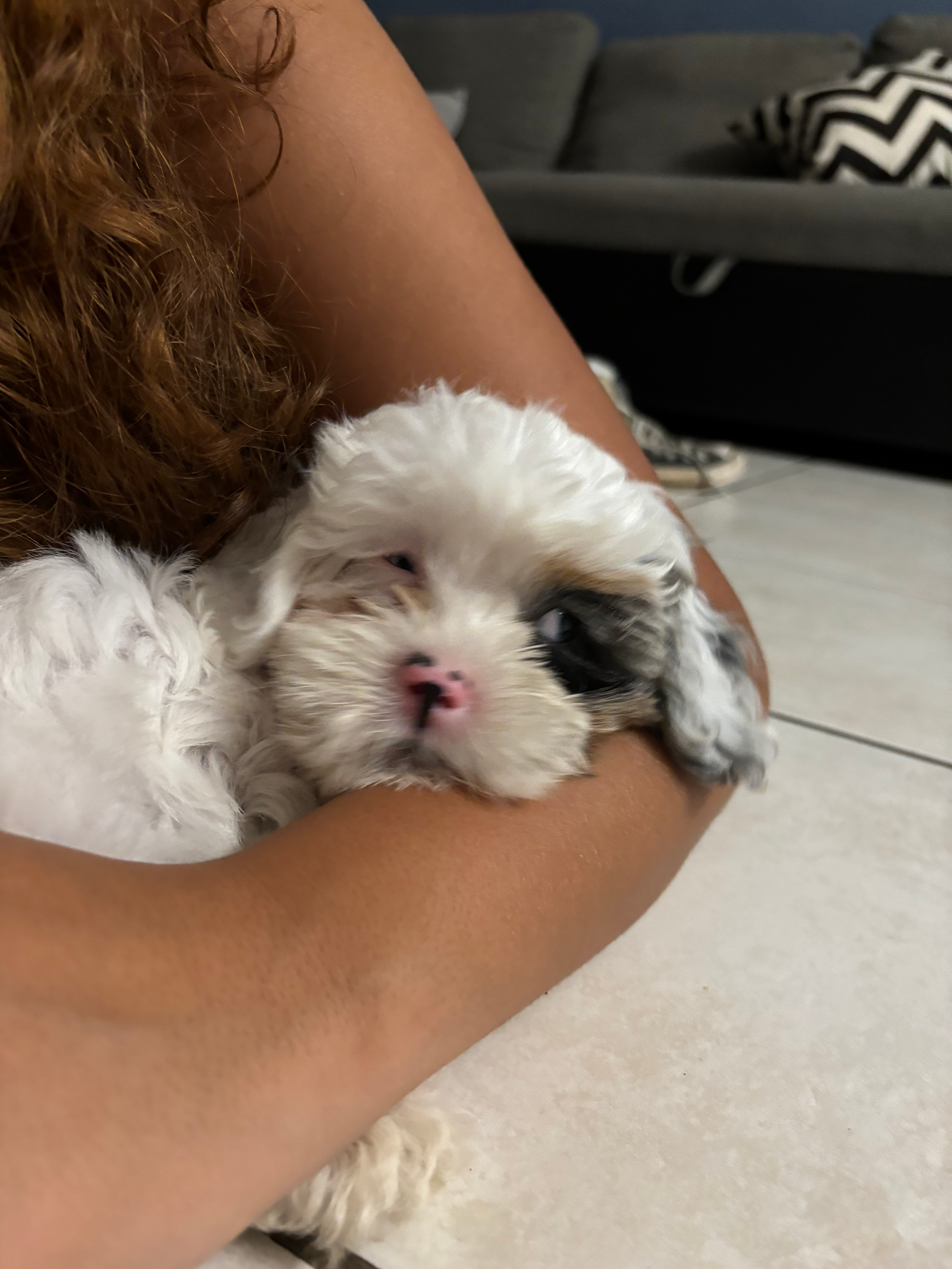 Shih Poo Puppy for Adoption