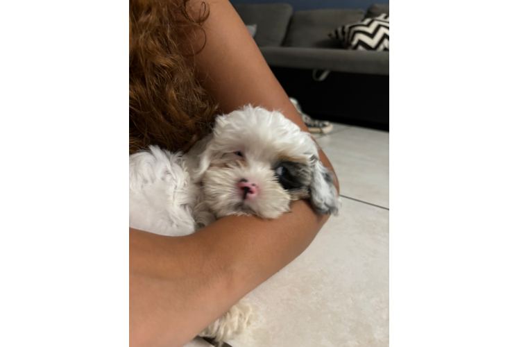 Shih Poo Puppy for Adoption