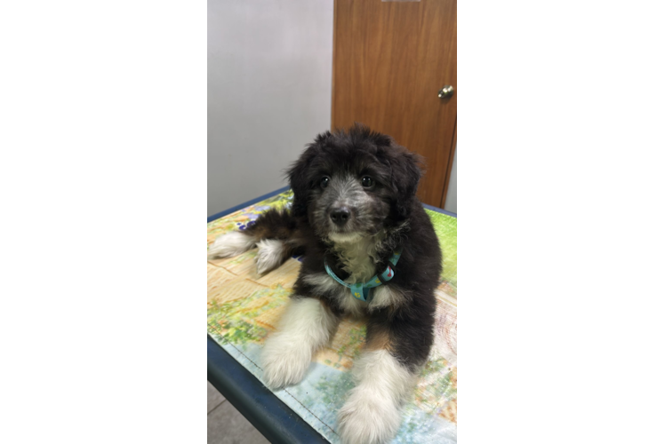 Mini Aussiedoodle Puppy for Adoption